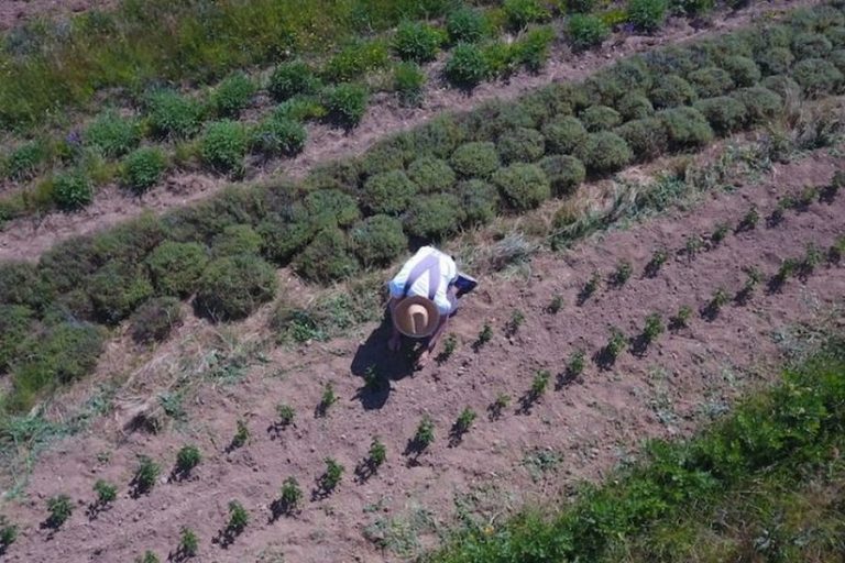 BLUE BEES : pour une agriculture durable, du champ à l’assiette