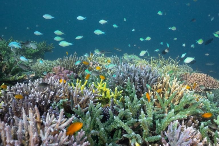 CORAL GUARDIAN : protéger et réparer le corail menacé d’extinction