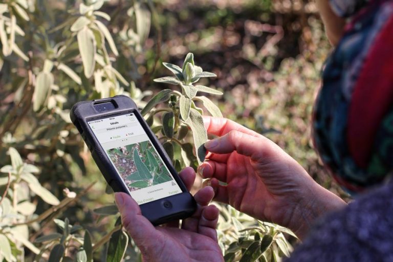 PL@NTNET : une application pour connaître les plantes et pour comprendre la biodiversité
