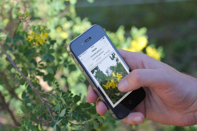 PL@NTNET : une application pour connaître les plantes et pour comprendre la biodiversité