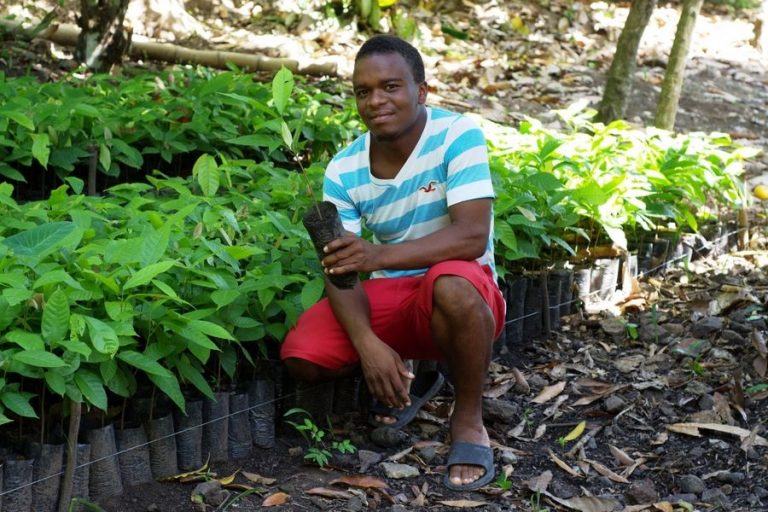 REFOREST’ACTION : reboiser réellement grâce à des arbres plantés virtuellement