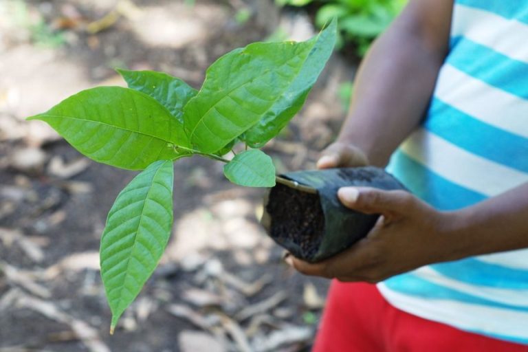REFOREST’ACTION : reboiser réellement grâce à des arbres plantés virtuellement