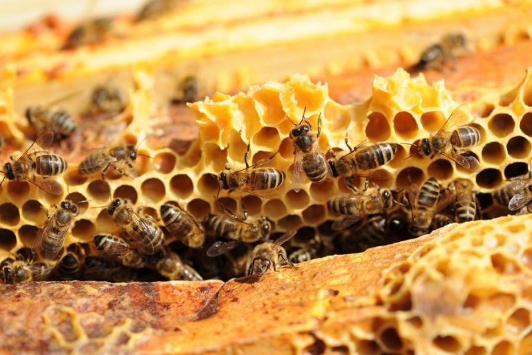 UN TOIT POUR LES ABEILLES : parrainer une ruche pour préserver les abeilles et la biodiversité