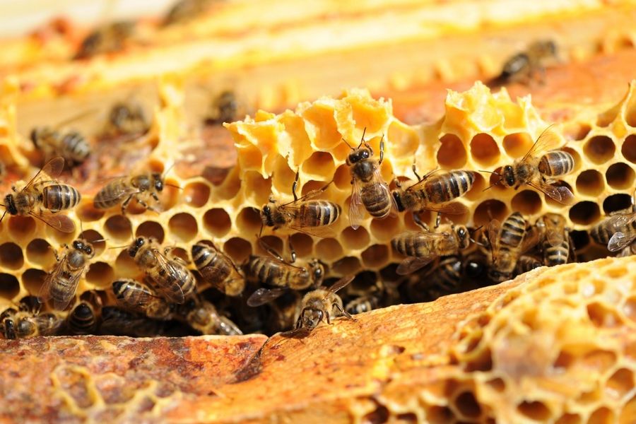 UN TOIT POUR LES ABEILLES - Photo 1 - Parrainer une ruche pour préserver les abeilles et la biodiversité