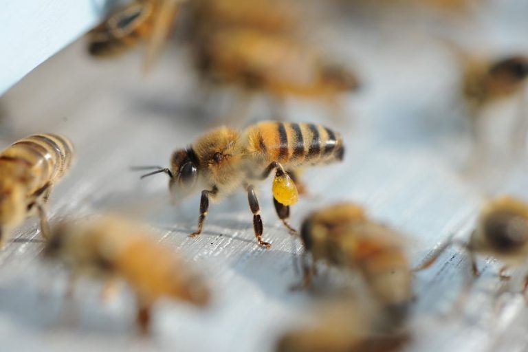 UN TOIT POUR LES ABEILLES : parrainer une ruche pour préserver les abeilles et la biodiversité