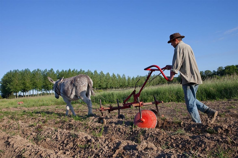 ACCUEIL PAYSAN - Photo 1 - Un réseau d’agriculteurs qui reconnecte au vivant
