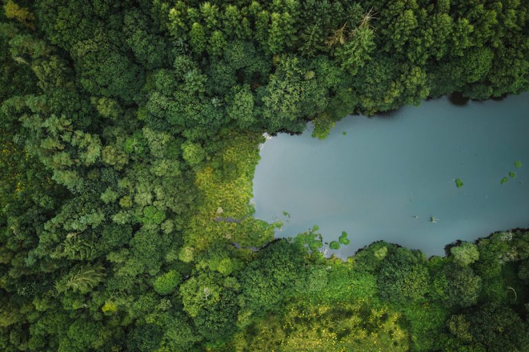 ECOTREE : investir dans les arbres pour participer à la transition écologique